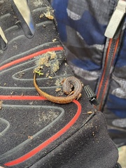 Hemidactylium scutatum