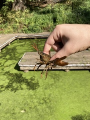 Pacifastacus leniusculus