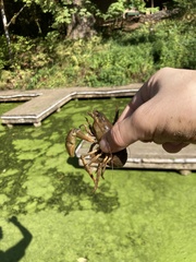 Pacifastacus leniusculus