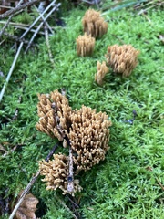 Phaeoclavulina eumorpha