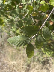 Ulmus crassifolia