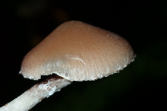 Psathyrella olympiana