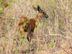 Sylvicapra grimmia