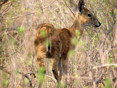Sylvicapra grimmia