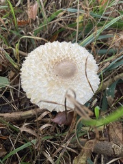 Chlorophyllum olivieri