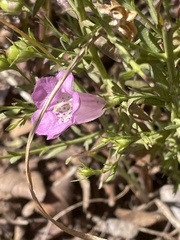 Agalinis heterophylla