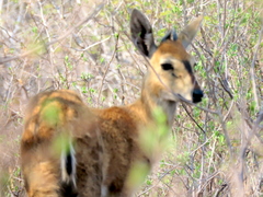 Sylvicapra grimmia