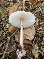 Chlorophyllum olivieri