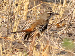 Cercotrichas leucophrys ovamboensis