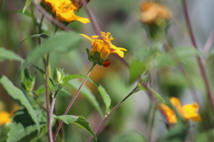 Charidotella tuberculata