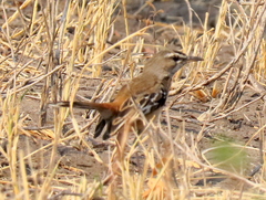 Cercotrichas leucophrys ovamboensis