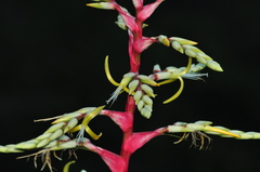 Alcantarea geniculata