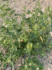 Solanum physalifolium nitidibaccatum
