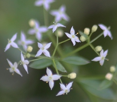 Galium