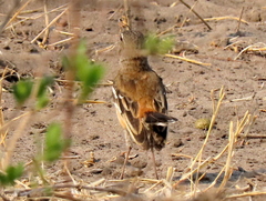 Cercotrichas leucophrys ovamboensis