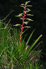 Alcantarea geniculata