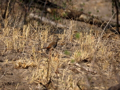 Cercotrichas leucophrys ovamboensis