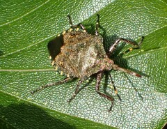 Troilus luridus