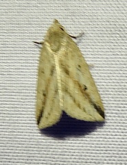 Micrathetis dasarada