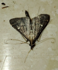 Dolicharthria punctalis