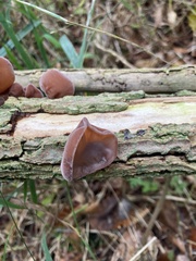 Auricularia