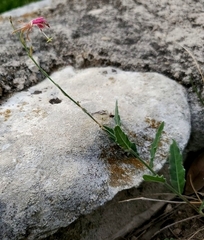Oenothera suffrutescens