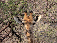 Giraffa camelopardalis angolensis