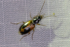 Badister elegans