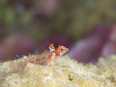 Crimson Triplefin photo 2