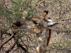 Giraffa camelopardalis angolensis
