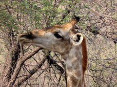 Giraffa camelopardalis angolensis