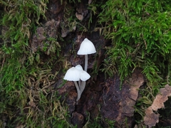 Hemimycena