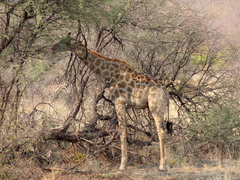 Giraffa camelopardalis angolensis
