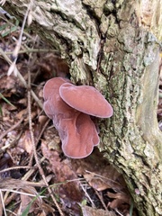 Auricularia