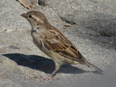Passer domesticus