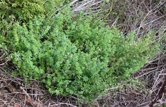 Galium