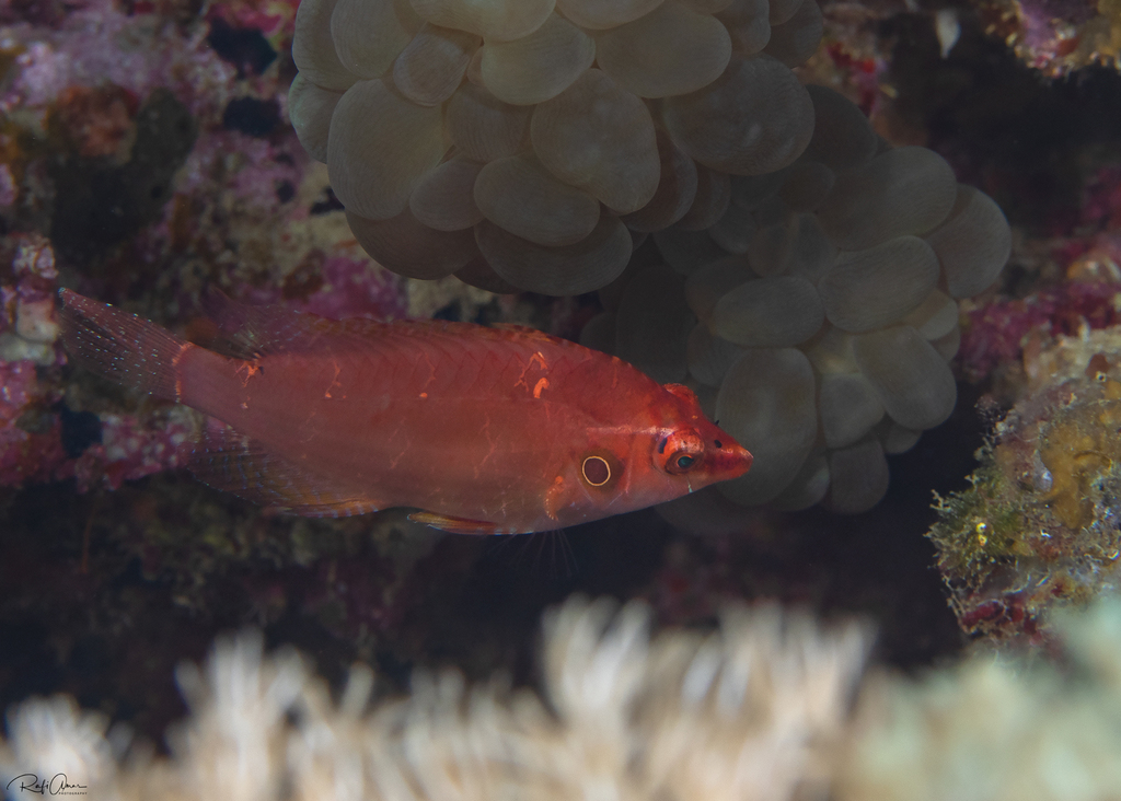Cryptic Wrasse