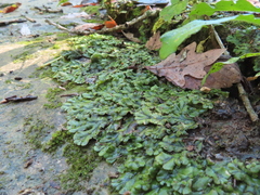 Marchantia polymorpha polymorpha