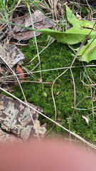 Atrichum undulatum