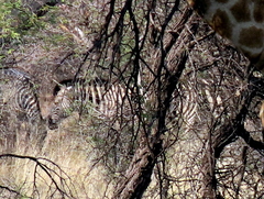 Equus quagga chapmani