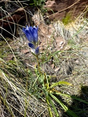 Gentiana decumbens