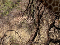 Equus quagga chapmani