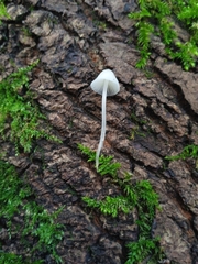 Hemimycena