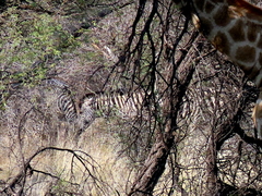 Equus quagga chapmani