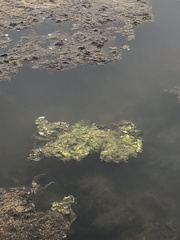 Pistia stratiotes