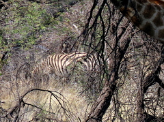 Equus quagga chapmani
