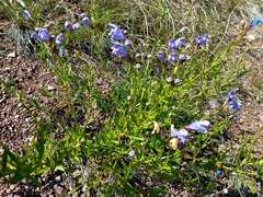 Dracocephalum peregrinum