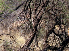 Equus quagga chapmani