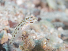 Ctenogobiops crocineus