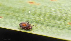 Rhopalosiphum enigmae
